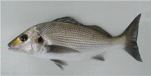 Abroto, Bica de Areia  Scientific name: Pomadasys rogeri  Family: Haemulidae  Species: Demersais