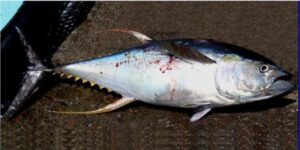 Albacora  Scientific name: Thunnus albacares  Family: Scombridae  Species: Grandes  Pelágicos
