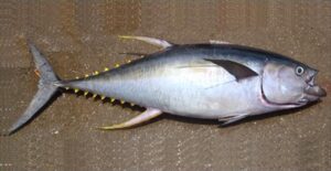Albacora  Scientific name: Thunnus albacares  Family: Scombridae  Species: Grandes  Pelágicos