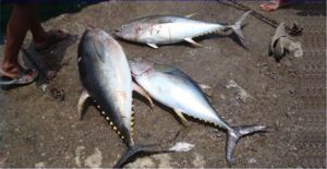 Albacora  Scientific name: Thunnus albacares  Family: Scombridae  Species: Grandes  Pelágicos
