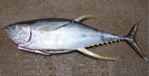 Albacora  Scientific name: Thunnus albacares  Family: Scombridae  Species: Grandes  Pelágicos