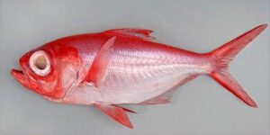 Alfonsim  Scientific name: Beryx splendens  Family: Berycidae  Species: Demersais