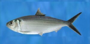 Arenque ou Sardinha  Scientific name: Sardinella maderensis  Family: Clupeidae  Species: Pequenos Pelágicos
