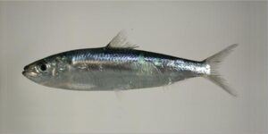 Arenque ou Sardinha  Scientific name: Sardinella aurita  Family: Clupeidae  Species: Pequenos Pelágicos