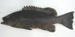 Badejo  Scientific name: Mycteroperca fusca  Family: Serranidae  Species: Demersais