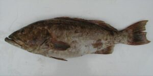 Badejo  Scientific name: Mycteroperca rubra  Family: Serranidae  Species: Demersais