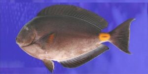 Barbeiro  Scientific name: Acanthurus monroviae  Family: Acanthuridae  Species: Demersais