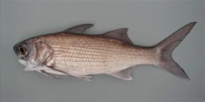 Barbo  Scientific name: Galeoides decadactylus  Family: Polinemidae  Species: Demersais