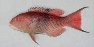 Bedja  Scientific name: Bodianus speciosus  Family: Labridae  Species: Demersais