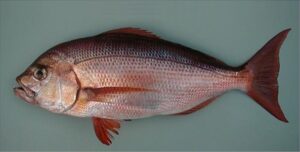 Bentelha  Scientific name: Virididentex acromegalus  Family: Sparidae  Species: Demersais