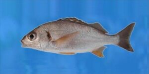 Besugo  Scientific name: Pomadasys incisus  Family: Haemulidae  Species: Demersais