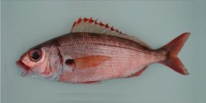 Besugo de Fundo  Scientific name: Pagellus acarne  Family: Sparidae  Species: Demersais