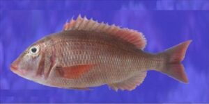 Bica de Rocha  Scientific name: Lethrinus atlanticus  Family: Lethrinidae  Species: Demersais