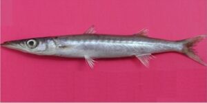 Bicuda  Scientific name: Sphyraena shpyraena  Family: Sphyraenidae  Species: Demersais