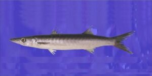 Bicuda, Bicuda Negra, Pescadinha  Scientific name: Sphyraena guachancho  Family: Sphyraenidae Species: Pequenos Pelágicos