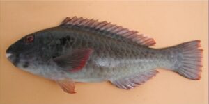 Bidião  Scientific name: Sparisoma cretense  Family: Scaridae  Species: Demersais