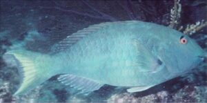 Bidião  Scientific name: Sparisoma rubripinne  Family: Scaridae  Species: Demersais