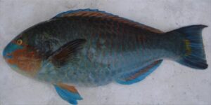 Bidião Carnaval  Scientific name: Scarus hoefleri  Family: Scaridae  Species: Demersais
