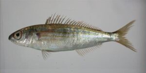 Boga, Carapau  Scientific name: Boops boops  Family: Sparidae  Species: Demersais