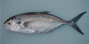 Bonito  Scientific name: Caranx crysos  Family: Carangidae  Species: Pequenos Pelágicos
