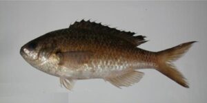 Burrinho ou Castanheta  Scientific name: Chromis lubbocki  Family: Pomacentridae  Species: Demersais