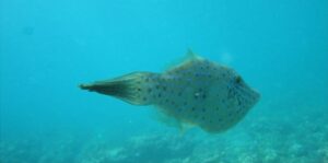 Cabrinha  Scientific name: Aluterus schoepfii  Family: Monacanthidae  Species: Demersais