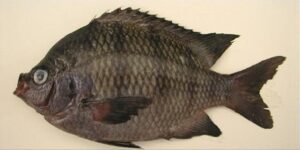 Castanheta  Scientific name: Abudefduf saxatilis  Family: Pomacentridae  Species: Demersais