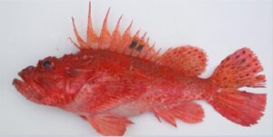 Charroco  Scientific name: Scorpaena scrofa  Family: Scorpaenidae  Species: Demersais