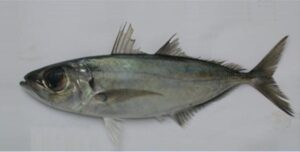 Chicharro ou Olho largo  Scientific name: Selar crumenophthalmus  Family: Carangidae  Species: Pequenos Pelágicos
