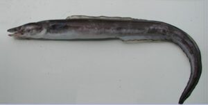Congro , Safio  Scientific name: Conger conger  Family: Congridae  Species: Pequenos Pelágicos