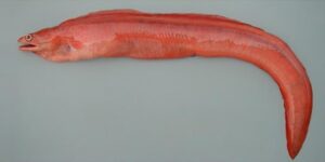 Congro Rosa  Scientific name: Myroconger compressus  Family: Myrocongridae  Species: Demersais