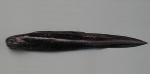Congro Safio  Scientific name: Coloconger cadenati  Family: Colocongridae  Species: Demersais