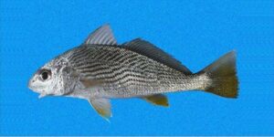 Corvina  Scientific name: Bodianus scrofa  Family: Labridae  Species: Demersais