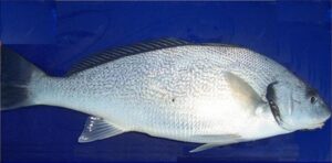 Corvina  Scientific name: Umbrina cirrosa  Family: Sciaenidae  Species: Demersais