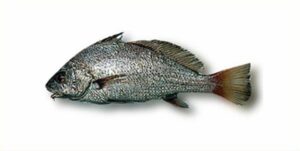 Corvina  Scientific name: Sciaena umbra  Family: Sciaenidae  Species: Demersais