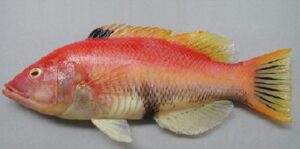 Corvina  Scientific name: Umbrina ronchus  Family: Sciaenidae  Species: Demersais
