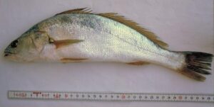 Corvina  Scientific name: Argyrosomus regius  Family: Sciaenidae  Species: Demersais