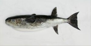 Crum  Scientific name: Lagocephalus lagocephalus  Family: Tetraodontidae  Species: Demersais