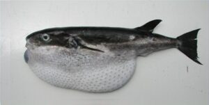Crum  Scientific name: Lagocephalus lagocephalus  Family: Tetraodontidae  Species: Demersais