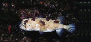 Crum, Peixe-espinho, Porkspim  Scientific name: Diodon holocanthus  Family: Diodontidae  Species: Demersais