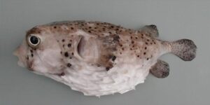 Crum, Porkspim  Scientific name: Chilomycterus reticulatus  Family: Diodontidae  Species: Demersais