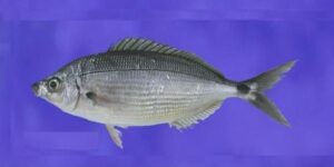 Dobrada  Scientific name: Spicara melanurus  Family: Centracanthidae  Species: Pequenos Pelágicos