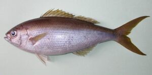 Dobradao ou Fatcho  Scientific name: Apsilus fuscus  Family: Lutjanidae  Species: Demersais