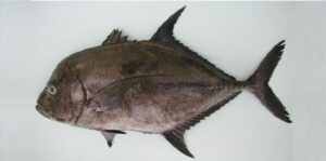 Enforcado Ou Xereu  Scientific name: Caranx lugubris  Family: Carangidae  Species: Demersais