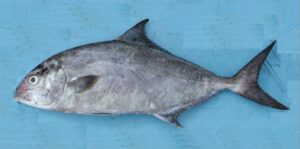 Esmoregal Preto  Scientific name: Seriola rivoliana  Family: Carangidae  Species: Demersais
