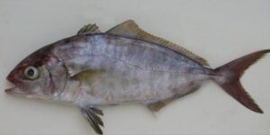 Esmoregal Rosa  Scientific name: Seriola fasciata  Family: Carangidae  Species: Demersais