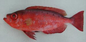 Façola  Scientific name: Priacanthus arenatus  Family: Priacanthidae  Species: Demersais