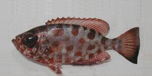 Façola  Scientific name: Heteropriacanthus cruentatus  Family: Priacanthidae  Species: Demersais