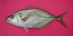 Falso bonito  Scientific name: Pseudocaranx dentex  Family: Carangidae  Species: Pequenos Pelágicos