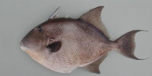 Fambil  Scientific name: Balistes carolinensis  Family: Balistidae  Species: Demersais